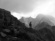 15 stambecco sulla cima del M. Aga